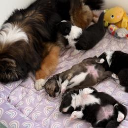 Shetland Sheepdog Puppies from Lexy's Shetland Sheepdogs
