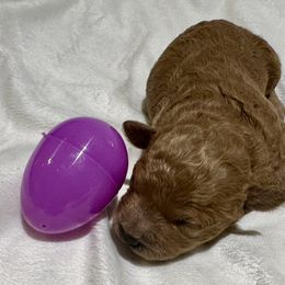 Cavachon and Cavapoochon Puppies from Forever Puppies 4U