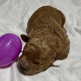 Cavachon and Cavapoochon Puppies from Forever Puppies 4U