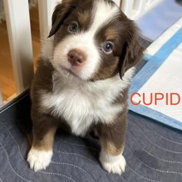 Miniature Australian Shepherd Puppies from Higher Elevations Mini Aussies
