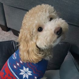 Willow - Shihpoo