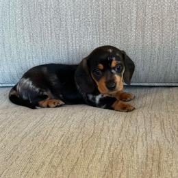 Betsy - Dapple female Dachshund puppy in Palo Cedro, California from RK Doxies