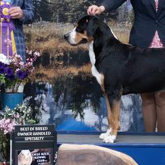 Greater Swiss Mountain Dogs from Alpenblick