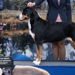 Greater Swiss Mountain Dogs from Alpenblick