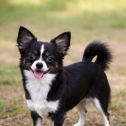 Nugget - Chihuahua