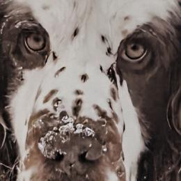 English Springer Spaniels from Rebels Ridgeview Acres