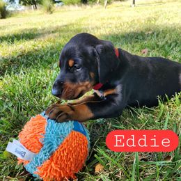Eddie - Black and rust male Doberman Pinscher puppy in Blanchester, Ohio from Battle Creek Dobermans