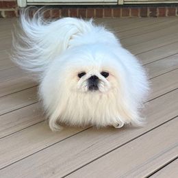 Polar Express - Pekingese