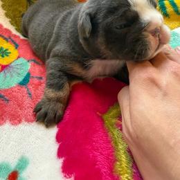 Tammy - Blue tri-color female Bulldog puppy in Topeka, Kansas from Midwest Monster Made Bulldogs