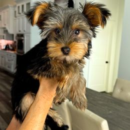 Gus - Black and tan male Yorkshire Terrier puppy in West Fargo, North Dakota from A Yorkie Tale