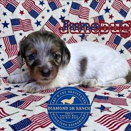 JUNEBUG - Dapple female Dachshund puppy in Columbia, Louisiana from Diamond 5R Ranch AKC & CKC Miniature Dachshunds