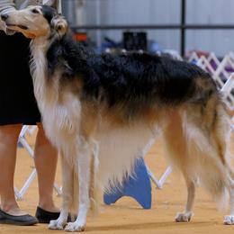 Borzoi puppies from Chernaya Voda Borzoi