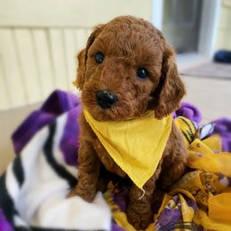 Goldendoodle Puppies from BasilBella’s Doodles