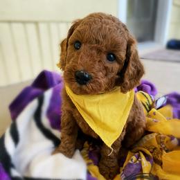 Goldendoodle Puppies from BasilBella’s Doodles