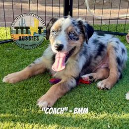 Coach - Blue merle male Australian Shepherd puppy in Tucson, Arizona from TTTNT Aussies