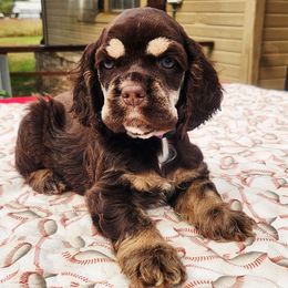 Purple Girl - Brown white and tan female Cocker Spaniel puppy in Beggs, Oklahoma from Southern Country Cockers