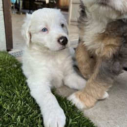 Marshmallow - White male Bernedoodle puppy in Lodi, California from Olive Hugs & Doodles