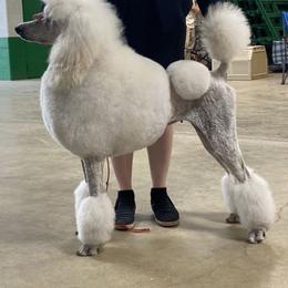 Poodles from Purley Poodles