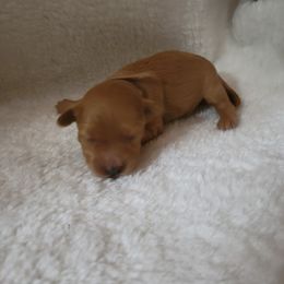 Maltipoo Puppies from Snow Pond Farm