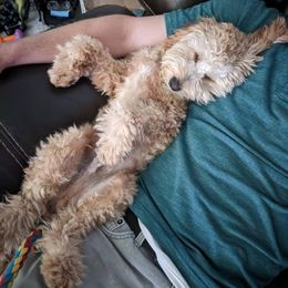 Cavapoo Puppies from PuppybuddyUSA