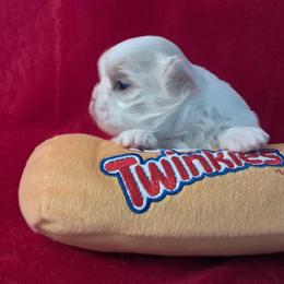 Doug - White male Shih Tzu puppy in Silver Springs, Nevada from Meadowlyn's Dream Shih Tzu