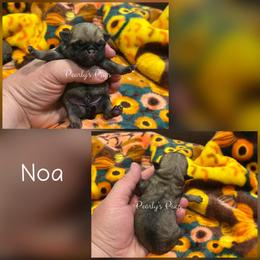 Noa - Fawn male Pug puppy in Summerville, Georgia from Pearly’s Pugs & Pollywog Poodles