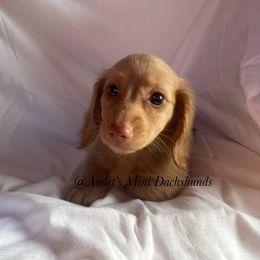 Daisy - Cream female Dachshund puppy in East Dover, Vermont from Audet’s Mini Dachshunds