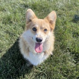 Hazer - Pembroke Welsh Corgi