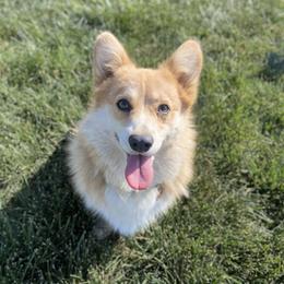 Hazer - Pembroke Welsh Corgi
