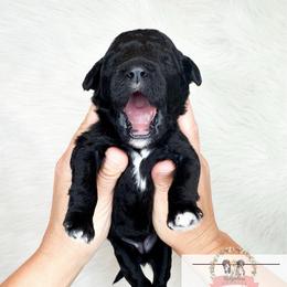Peridot - Black and white female Aussiedoodle puppy in Corydon, Indiana from Ridgeline Doodles