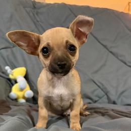 Pappi - Black and red male Chihuahua puppy in Sherwood, Arkansas from Bartelt Breeders