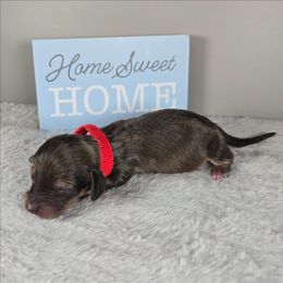 Nicholas - Cream male Dachshund puppy in Pryor, Oklahoma from Mighty Paws Manor