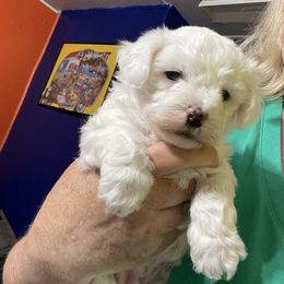 Layla - White female Bichon Frise puppy in Cave City, Kentucky from Loretta's Pups