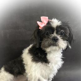Cookie - Shih Tzu