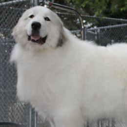 Great Pyrenees from Impyrial Great Pyrénées