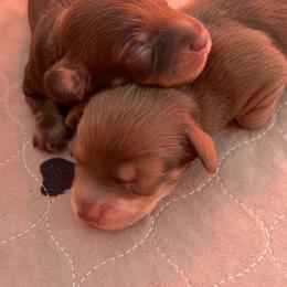 Dachshund puppies from Lone Star Dachshunds