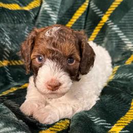 Mauve collar - Phantom female Poodle puppy in Huntsville, Alabama from Flint River Poodles