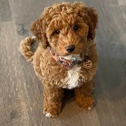 Goldendoodle Puppies from Mini Island Doodles