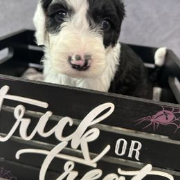 Sheepadoodle Puppies from Chicago Sheepadoodles