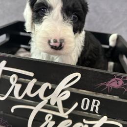 Sheepadoodle Puppies from Chicago Sheepadoodles