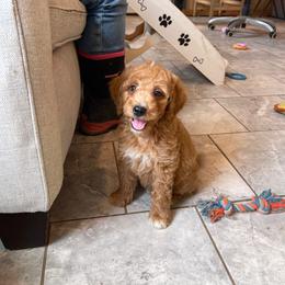 Chai - Apricot male Goldendoodle puppy in Sugarcreek, Ohio from True Hearted Doodles