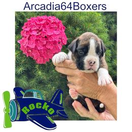 Rocko formerly Albert - Brindle male Boxer puppy in Portland, Maine from Gail's Boxers