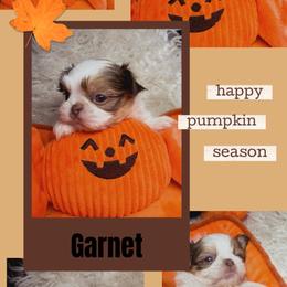 Garnet - Red and white male Shih Tzu puppy in Coolidge, Arizona from Shih Tzu’s  ‘N’ Love