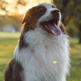 Doc - Australian Shepherd