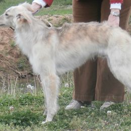 Borzoi and Silken Windhound All Grown Up from Avalon