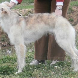 Borzoi and Silken Windhound All Grown Up from Avalon