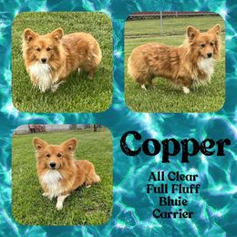 Copper - Pembroke Welsh Corgi