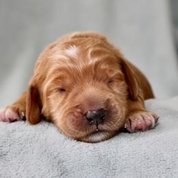 Blossom - Apricot female Australian Labradoodle puppy in Stanwood, Washington from Victoria Creek Australian Labradoodles