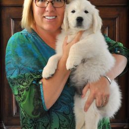 Golden Retriever Puppies from Dewbury Dream Goldens