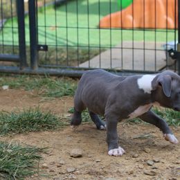 American Bully Puppies from XLRG BULLIES